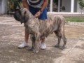 Matriz - Fila Brasileiro Tigrado - Canil Singular - Cocada